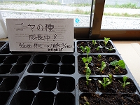 �܈䂢�낢��̎ʐ^